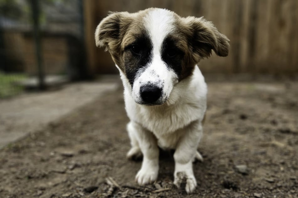 Noch ist Jasper sehr schüchtern und vorsichtig, macht aber laut den Mitarbeitern des Tierheims schnell Fortschritte.
