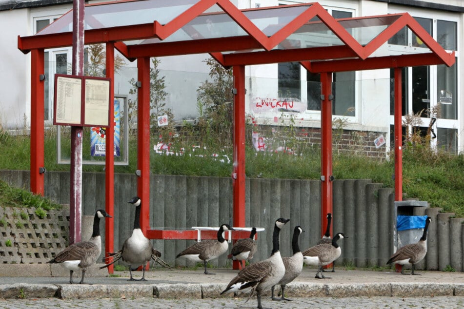Die Vögel machten auch an einer Bushaltestelle einen Zwischenstopp.