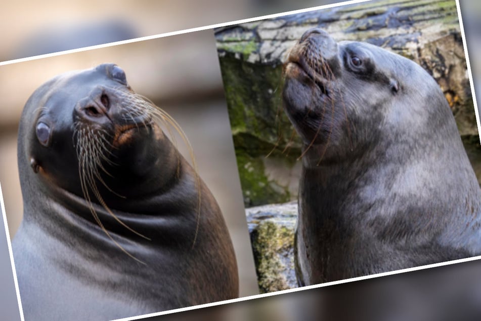 Die beiden Mähnenrobben einzuschläfern sei nach sorgfältiger Abwägung "die verantwortungsvollste Lösung" gewesen, teilte der Tierparkdirektor mit.