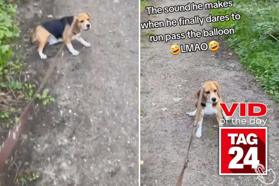Today's Viral Video of the Day shows a dog that got a little too spooked out by a strange object floating in the woods!