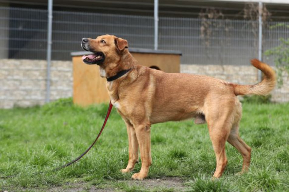 Der Schäferhund-Mix erblickte im Januar 2022 das Licht der Welt.