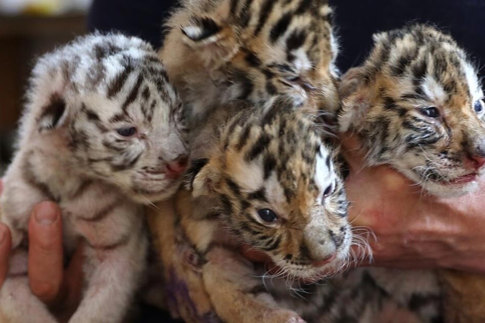 Die Knochen der Tiger werden unter anderem eingekocht oder auch als Schmuck verwendet. (Symbolbild)