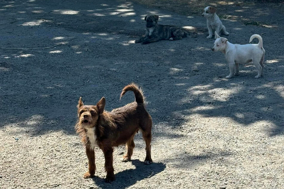 Völlig einsam und verloren irrten die Tiere über das Grundstück.