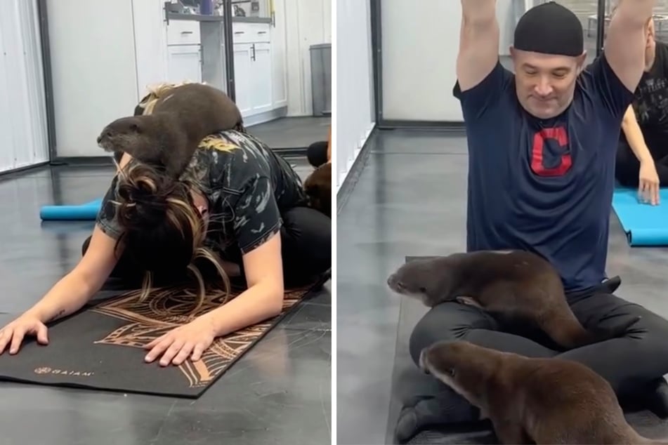 Kuschel-Yoga: Während Menschen relaxen, klettern putzige Tiere auf ihnen herum