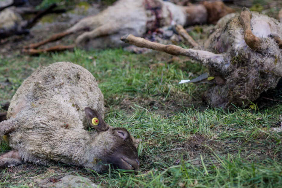 Zwei tote Schafe wurden in Oppenau im Ortenaukreis gefunden. (Archivbild)