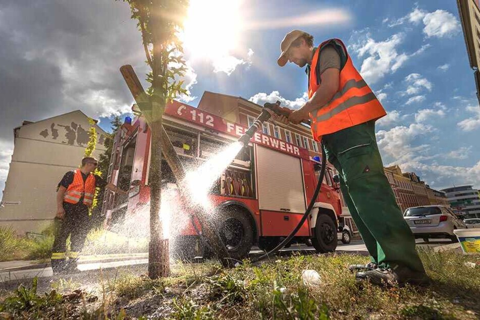 Straßenbäume leiden unter der Dürre: Im Vorjahr musste sogar die Berufsfeuerwehr zum Wässern einspringen.