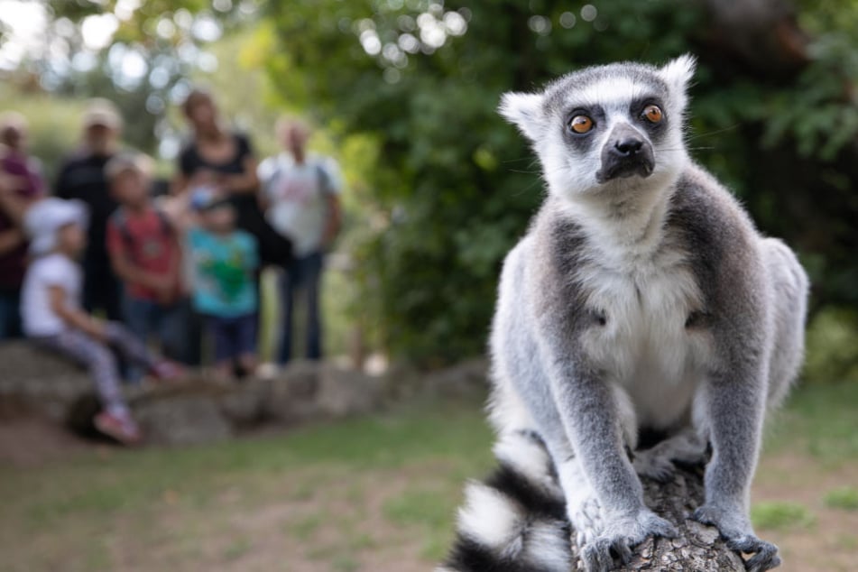 Dieser süße kleine Lemur scheint sich für den Fotografen genauso zu interessieren wie umgekehrt. Die Primaten-Art stammt aus Madagaskar.