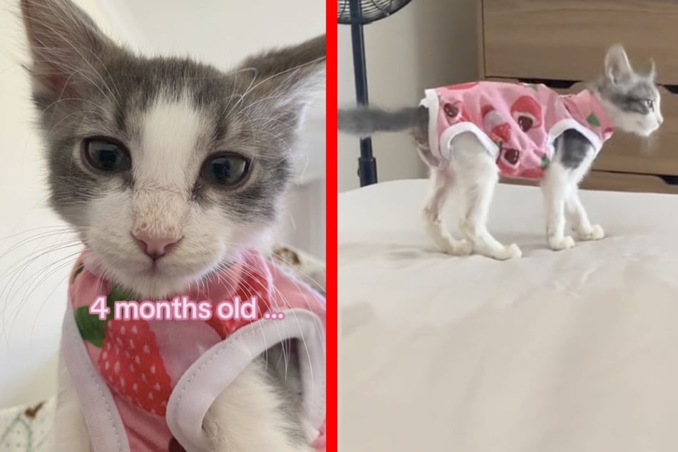 Tiny rescue cat holds a major surprise for owners!