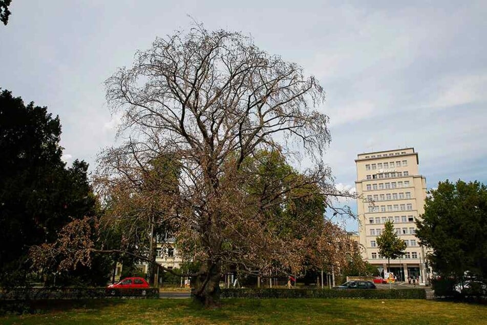 Schlimm: 700 Bäume im Stadtgebiet sind bereits abgestorben.