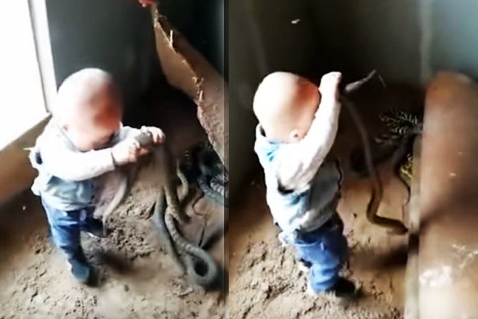 Schockierend: Das Kind spielt ohne Furcht mit den Schlangen.