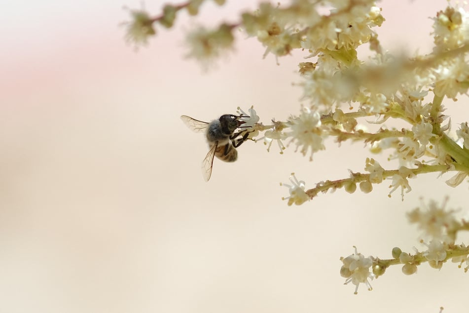 Rising levels of carbon dioxide, one of the main heat-trapping gases produced by burning fossil fuels, boost plant growth, in turn increasing pollen production.