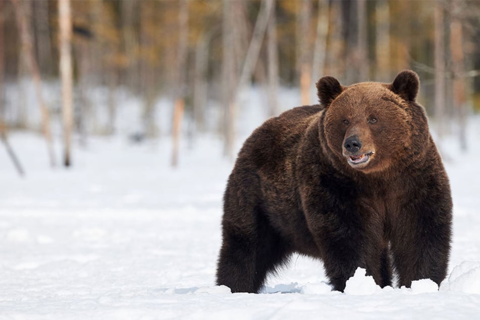 Der tödliche Angriff des Grizzlybärs kam völlig überraschend. (Symbolbild)