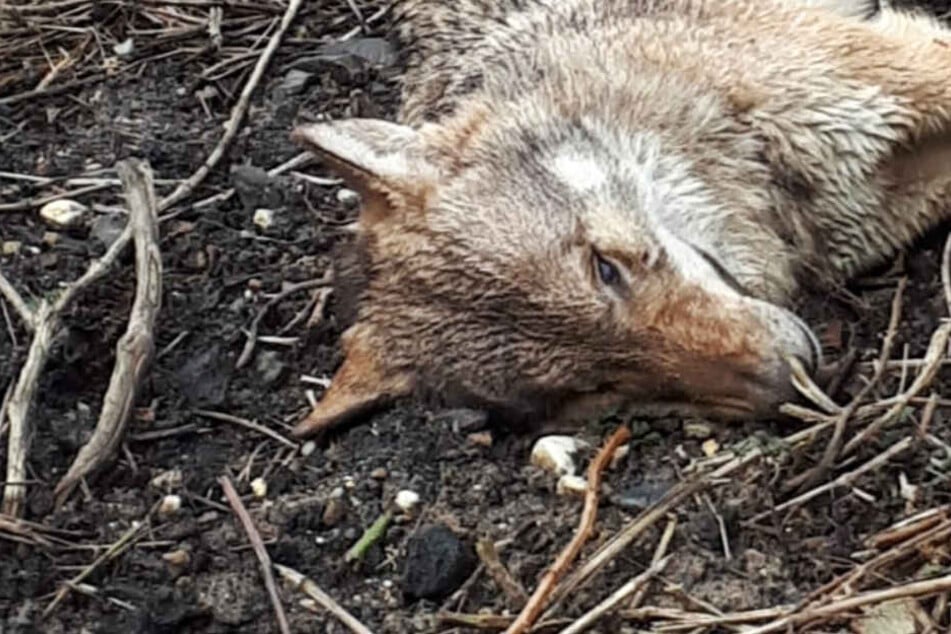 Toter Wolf in Wiesbaden gefunden: Woher stammt das Tier?