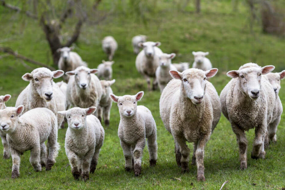 Die Schafe waren auf ihrer Herde unterwegs, als es zu dem Angriff kam. (Symbolbild)