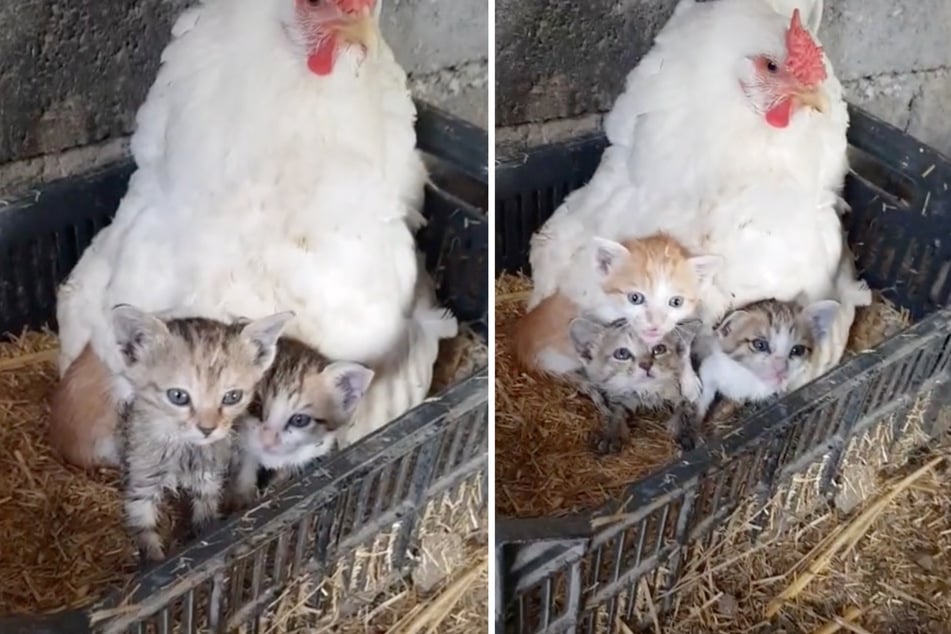 Überraschung: Diese Henne beherbergt eine kleine Katzenfamilie.