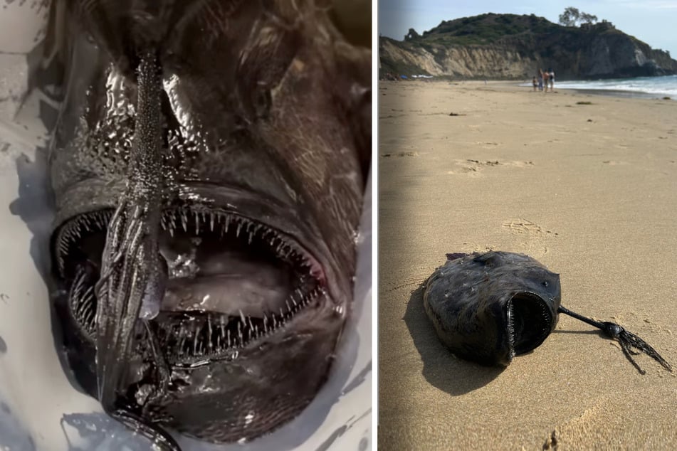 Grusel-Fund am Badestrand: Bizarre Kreatur mit messerscharfen Zähnen und Tentakel entdeckt