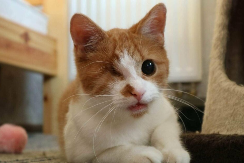 Kater Flix ist nach einem Unfall fast blind.