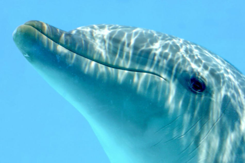 Nach dem Sex soll der Delfin seine Schauze auf Malcoms Schulter gelegt haben.