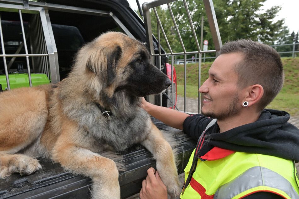 Auch der Leonberger-Husky-Mischling Blu (15 Monate) von Einsatzleiter Florian Maurer (29) wird zum Rettungshund ausgebildet.