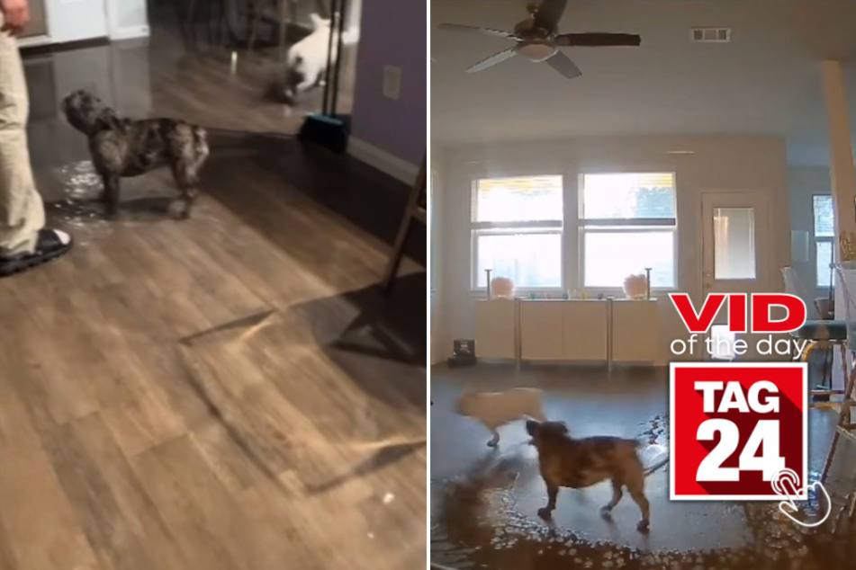 viral videos: Viral Video of the Day for July 22, 2023: Sneaky dogs flood owner's home