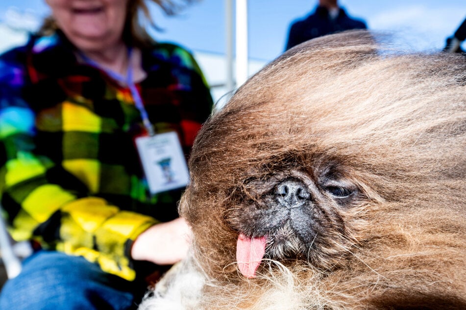 2024 wurde Wild Thang zum "Hässlichsten Hund der Welt" gewählt. Er trug bleibende Schäden von einer Viruserkrankung im Welpenalter davon und überlebte als einziger seines Wurfs.