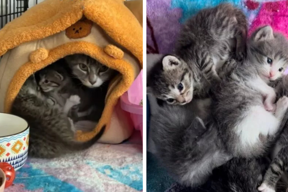 Kätzchen Giselle und ihre Kitten haben bei der 19-jährigen Gaby ein vorzeitiges Zuhause gefunden.
