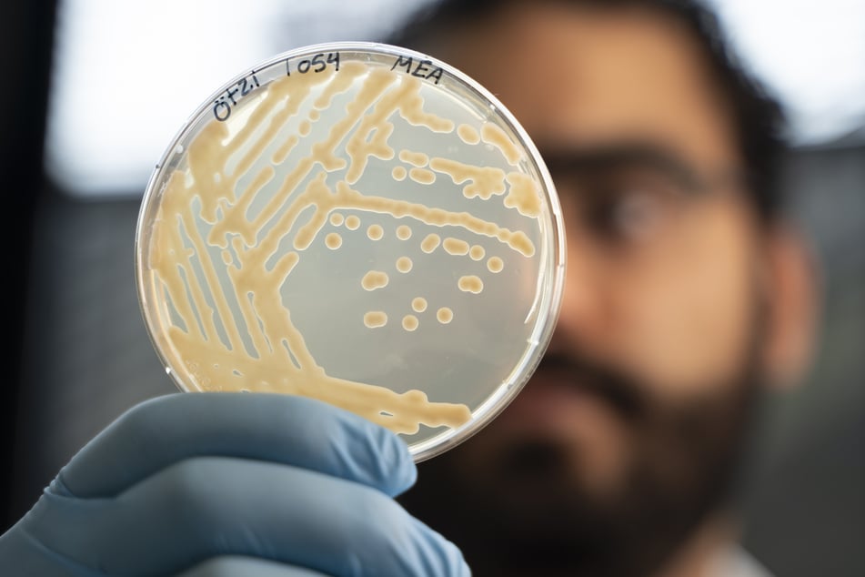 Die auf Ötzi zurückgehenden Hefestämme wurden im Labor vermehrt und untersucht. Die Wissenschaftler sehen darin Potenzial weit über die Lebensmittelherstellung hinaus.