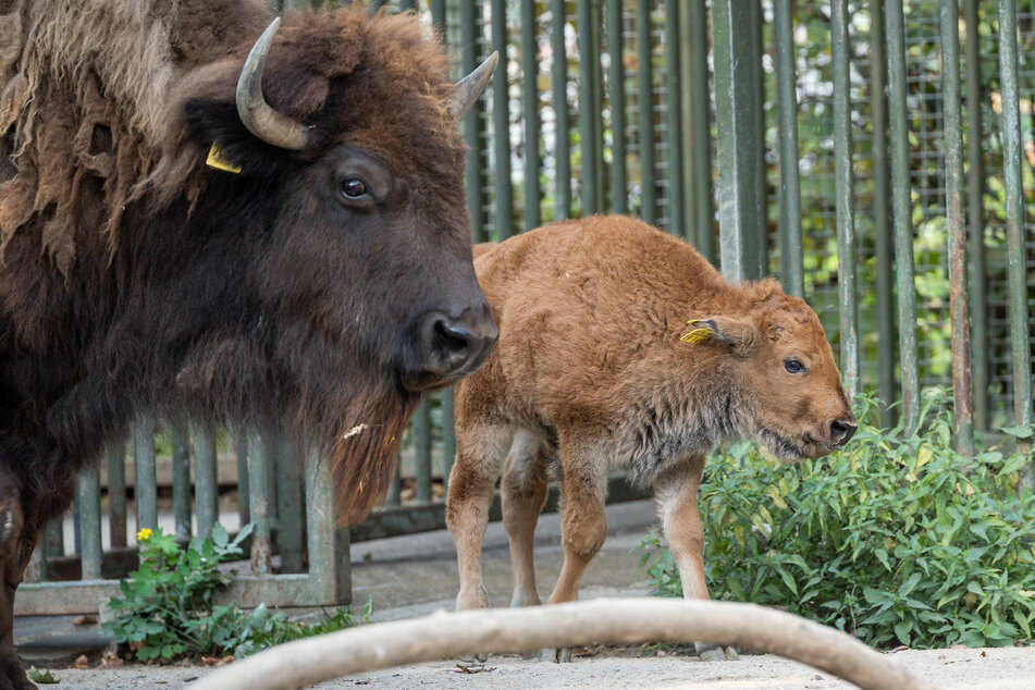 Winni ist der niedliche Neuzugang im Bison-Gehege des Kölner Zoos. Der Bulle erblickte im September das Licht der Welt.