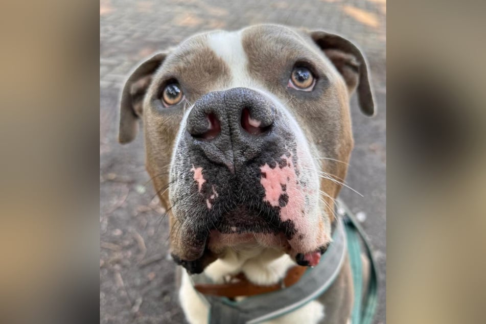 Der American Bully wurde im Januar 2024 sichergestellt.