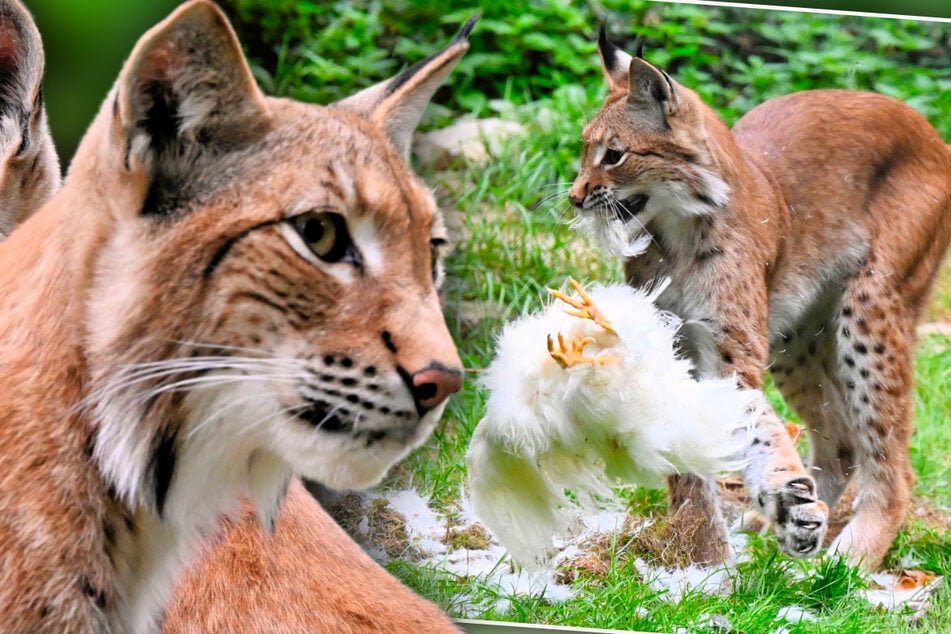 Chasse aux poules dans un parc animalier saxon : le lynx s’empare de la volaille
