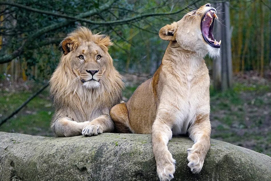 Ein neuer Löwe soll bald in den Leipziger Zoo einziehen.