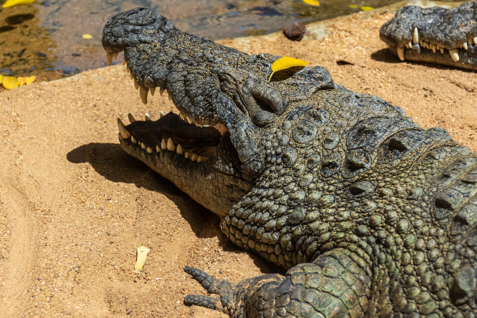 Das Amerikanische Krokodil ist eine der größten Krokodilarten. Die Männchen können eine Länge bis zu sechs Meter erreichen und mehr als 900 Kilo wiegen.