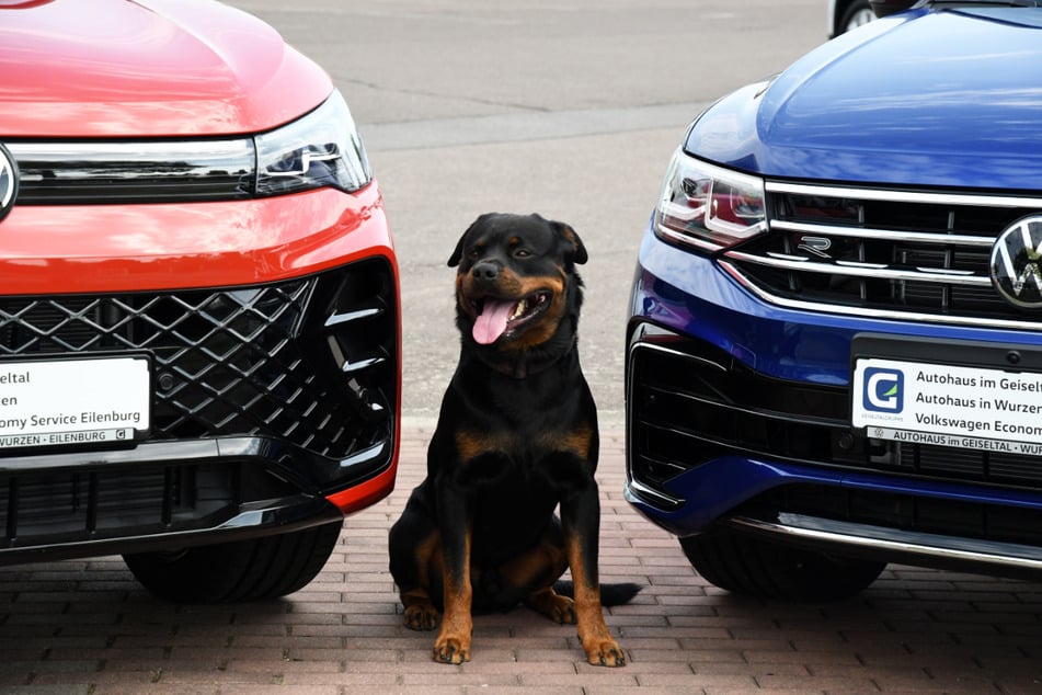 Rot oder Blau: Für welchen VW Tiguan der Geiseltalgruppe soll sich Hermann entscheiden?