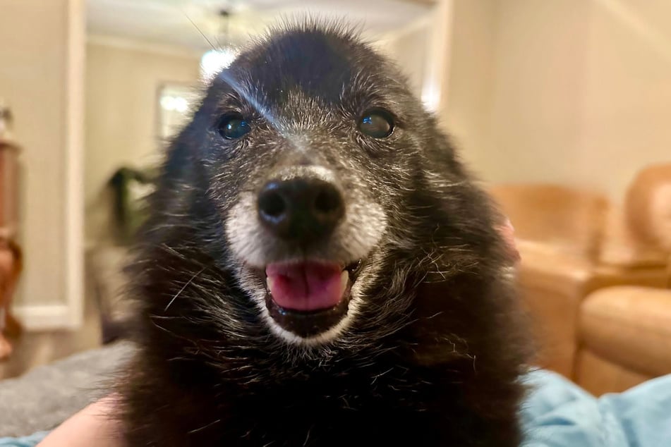 Lady Izabella weiß mit ihren 16,5 Jahren, wie sie ihren Hundeblick einzusetzen hat.