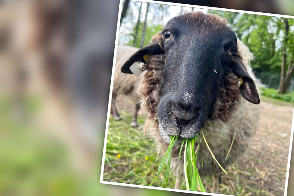 Ironie des Schicksals: Schaf überlebt, weil Schlachter plötzlich stirbt