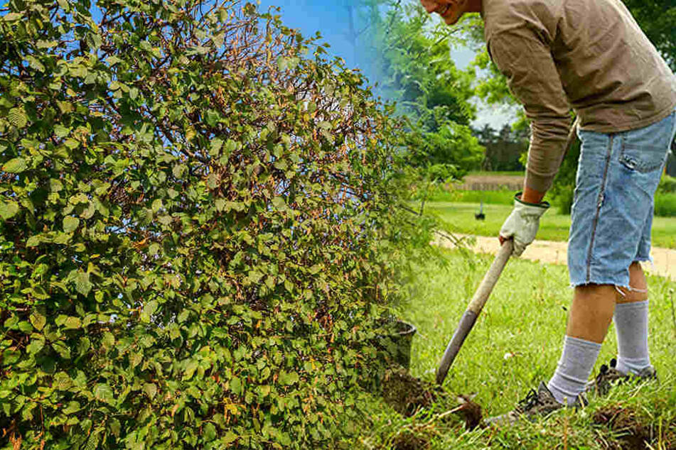 Eine komplette Hainbuchenhecke wurde von Dieben ausgebuddelt. (Symbolbild)
