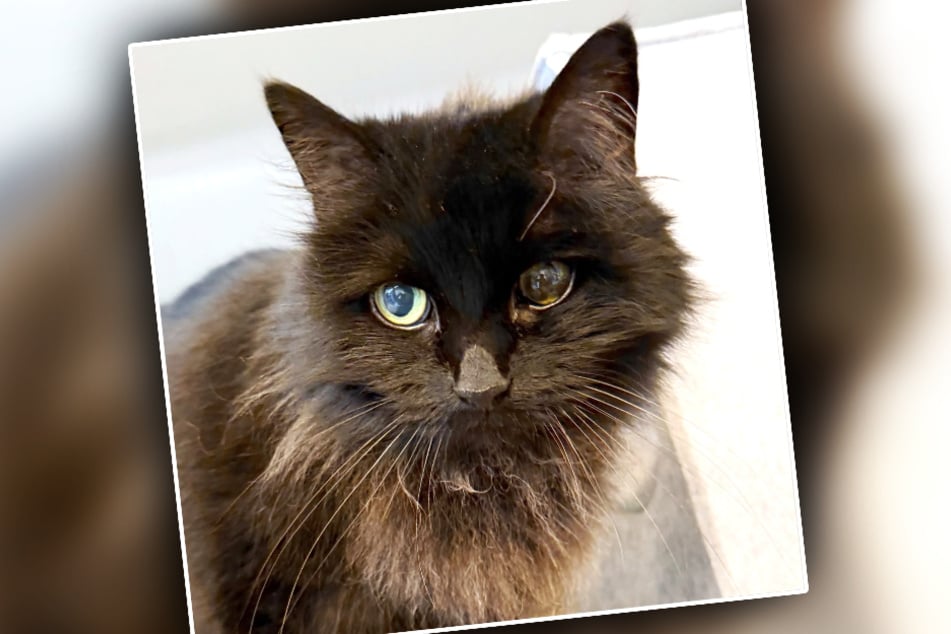 Kotka Malina w tym tygodniu ma przed sobą usunięcie oka.