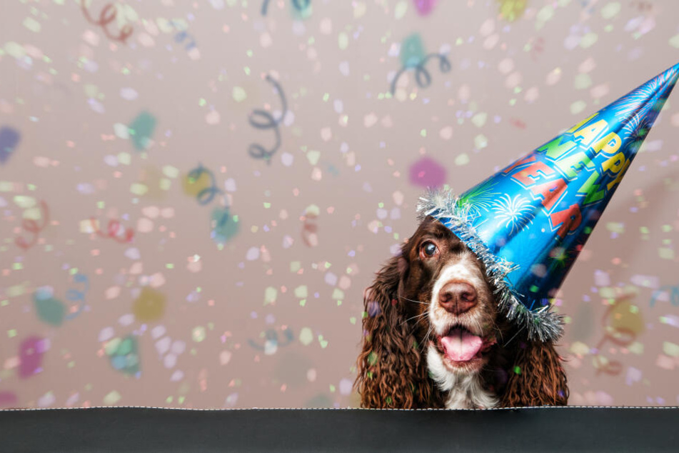 Silvester bedeutet großen Stress für Haustiere und Zoobewohner.