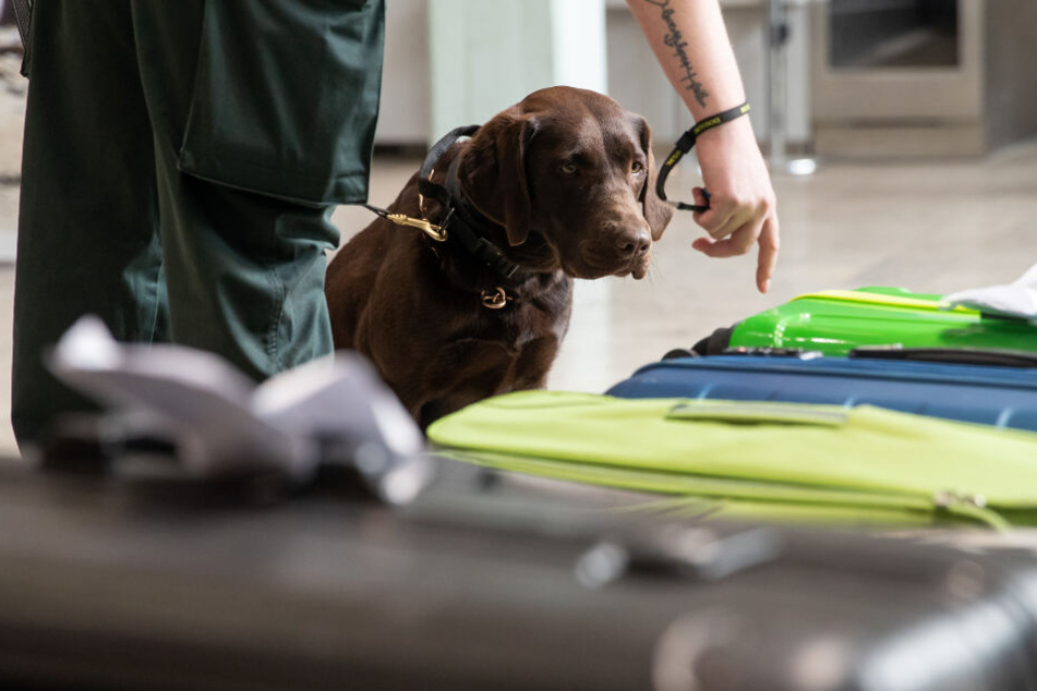 Ein speziell dafür ausgebildeter Hund steht vor mehreren Koffern