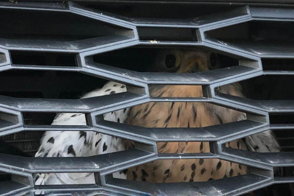 Der Falke hatte sich während der Fahrt im Kühlergrill verfangen und musste von Fachmännern befreit werden.