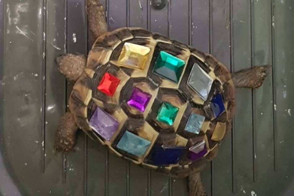Auf dem Rücken der Schildkröte fanden sich zahlreiche Strasssteine.