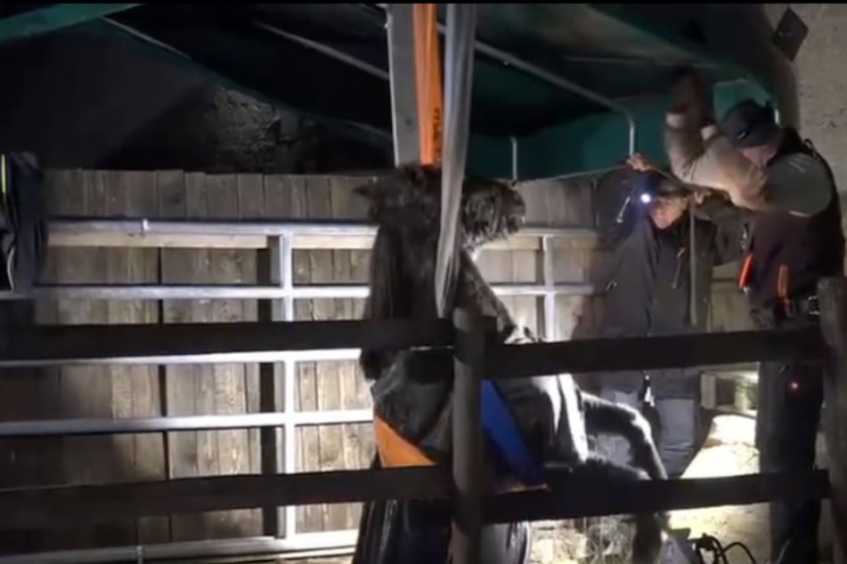 Das Pferd wurde an Gurten befestigt und aus dem zwei Meter tiefen Loch gezogen.