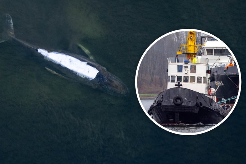 Buckelwal "Timmy" soll gerettet werden: Schlepper vor Ort eingetroffen