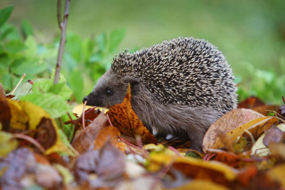 Die ertappten Igel waren lauter, als die Polizei erlaubt. (Symbolbild)