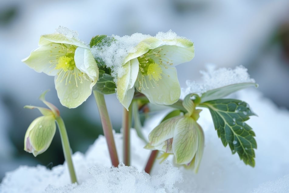 Deine Christrose macht schlapp? Bei Frost oder Wassermangel lassen sie die Köpfe hängen.