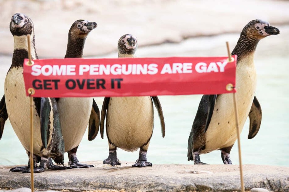 Auch der Londoner Zoo klärt über die Homosexualität bei Tieren auf.