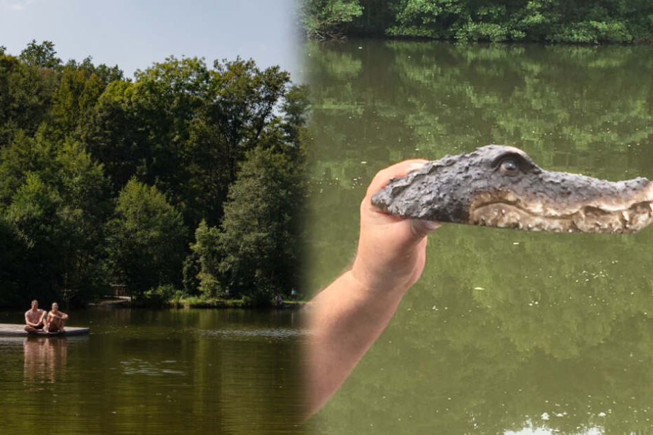 Die Attrappe eines Krokodilkopfes (rechts im Bild) wurde an den Bürgerseen in Kirchheim unter Teck gefunden und wandert jetzt ins Städtische Museum. (Fotomontage)