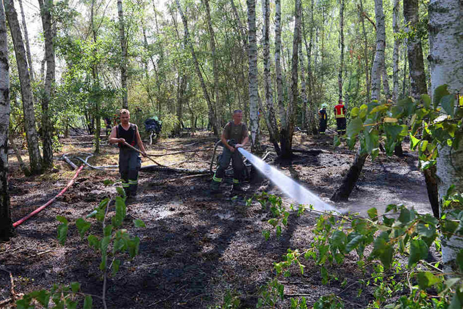 Querfeldein Schläuche im Wald verlegt: Das Waldstück Halde 5 in Zwickau-Oberhohndorf stand Samstag in Flammen.