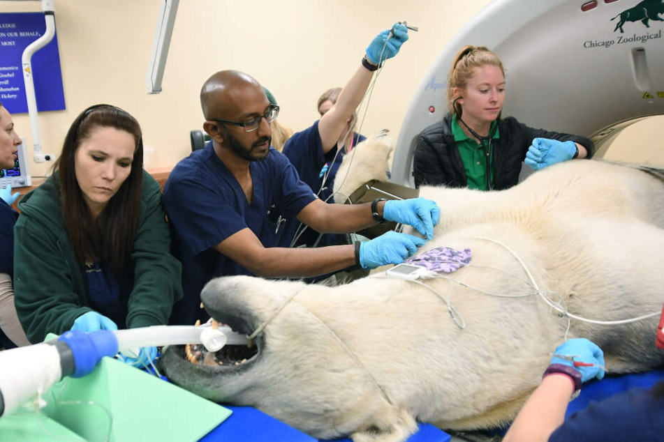 In der Veterinärabteilung der Chicago Zoological Society wird Hudson, der 12-jährige männliche Eisbär des Brookfield Zoo, für einen Scan im Computertomographen vorbereitet.