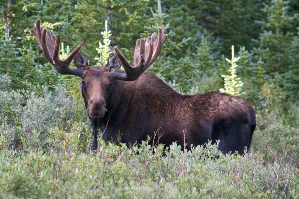 This was the fourth moose attack this year, according to Colorado Parks and Wildlife service (stock image).